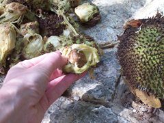Artocarpus camansi Breadnut, Kamansi Artocarpus camansi Breadnut, Kamansi